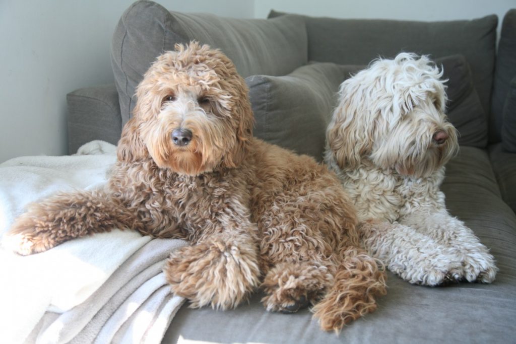 Things to consider before indulging into the Labradoodle purchase!